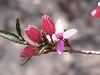 Boronia ledifolia