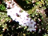 Epacris microphylla