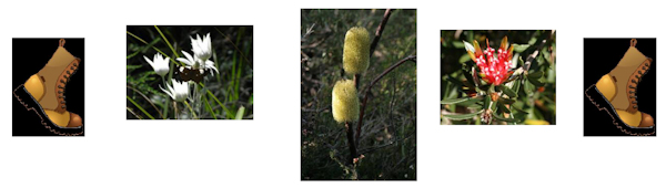 Wildflower Walks