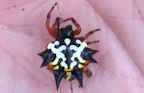 Austracantha minax