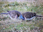 Bar-shouldered dove