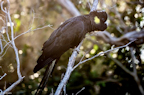 Black cockatoo