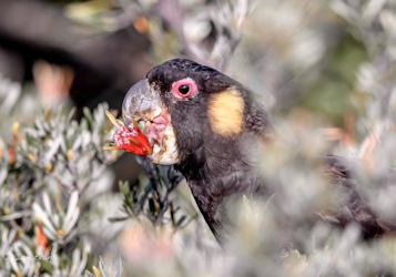 Black cockatoo