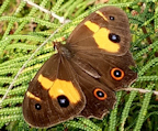 Brown Butterfly