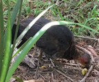 Brush Turkey chick