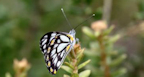 Caper White Butterfly