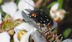 Domino Cuckoo Bee