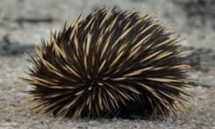 Echidna