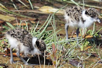 Juvenile Masked Lapwings