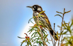 New Holland Honeyeater