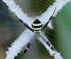 St Andrews Cross Spider