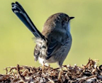 Superb Fairy Wren