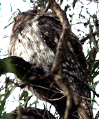 Tawyny Frogmouth