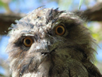 Tawny Frogmouth