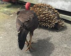 Tukey pecks Echidna