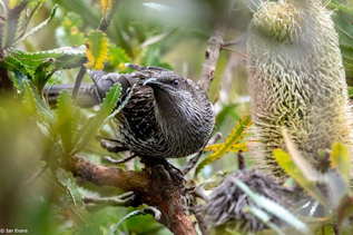 Wattle bird on Banksia aemula