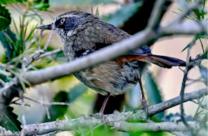 White-browed Scrubwren