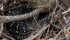 Diamond python