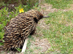 Echidna