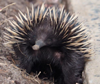 Echidna