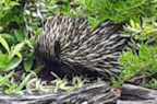 Echidna