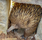 echidna