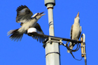 kookaburras