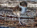 Lapwing chick