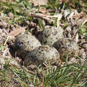 Masked lapwing eggs. Photo: Peter Macinnis