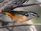 Male pardalote