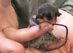 pygmy possum