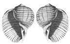 Snails