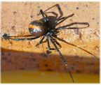 Red Back Spider