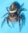 Jumping Spider