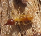 Termite