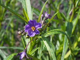  Solanum aviculare