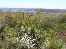 Eastern Suburbs Banksia Scrub