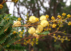 Acacia terminalis