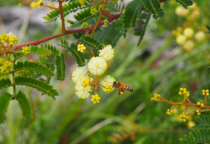 Acacia terminalis