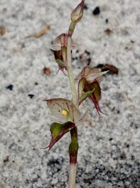 Acianthus fornicatus