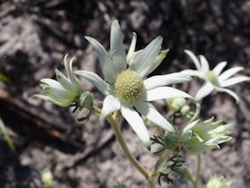 Actinotus helianthi