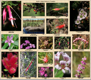 Autumn pink flowers