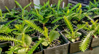 Banksia aemula seedlings