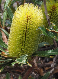 Banksia aemula