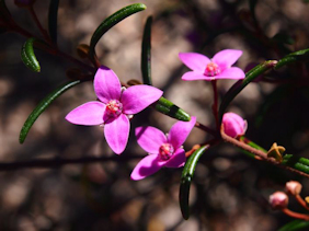 Boronia ledifolia