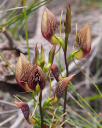 Cryptostylis erecta