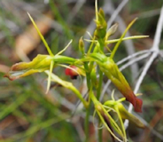 Cryptostylis subulata