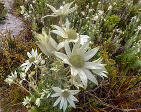 Flannel Flower