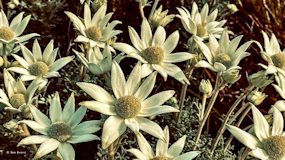 Flannel FLowers