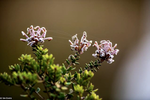 Grevillea buxifolia